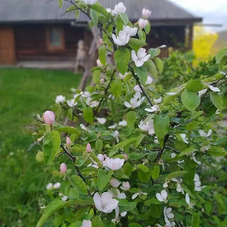 Starovitska Hata - Ethno-cottage & Veranda - Verkhovyna