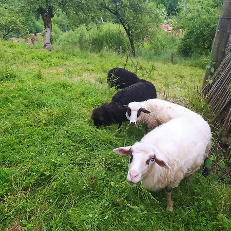 Starovitska Hata - Ethno-cottage *